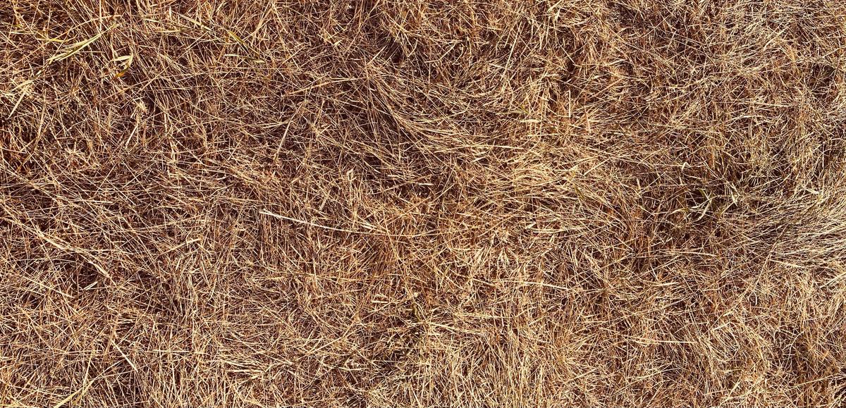 Brown colored dry grass texture.