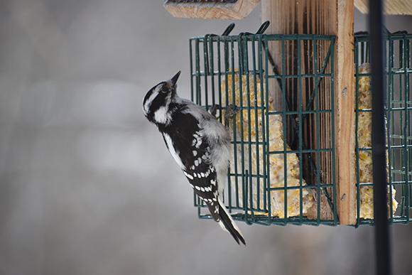 A Downy Woodpecker clings to the cage of a suet feeder.