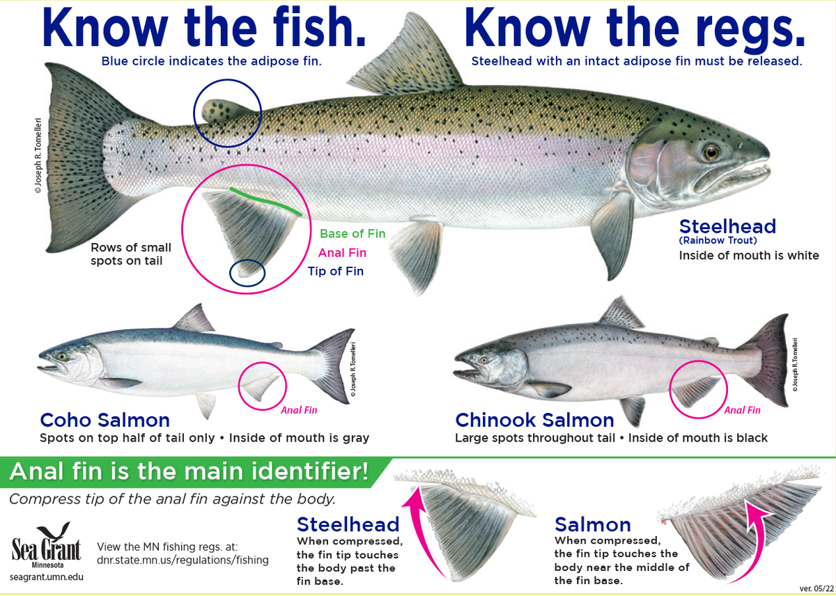 Know the fish. Know the regs. Illustrations of three fish. 