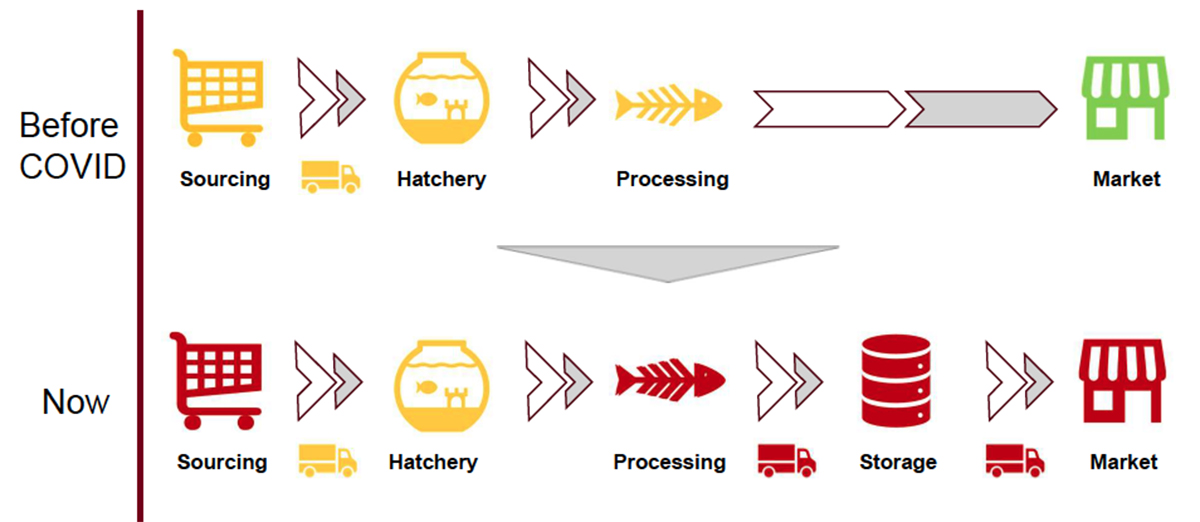 Graphical flow chart showing hatchery, sourcing, processing, storage, and marketing of fish products before and after COVID.