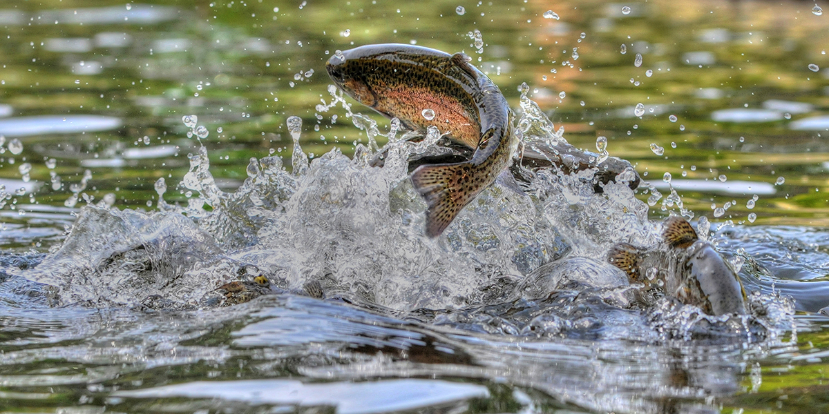 Trout jumping out of lake with a splash