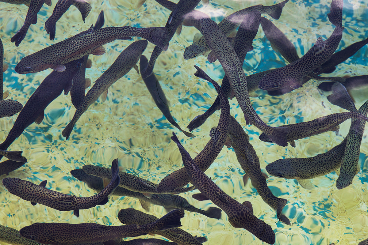 Top down view of school of spotted fish