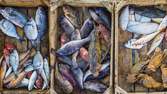Fresh fish in boxes