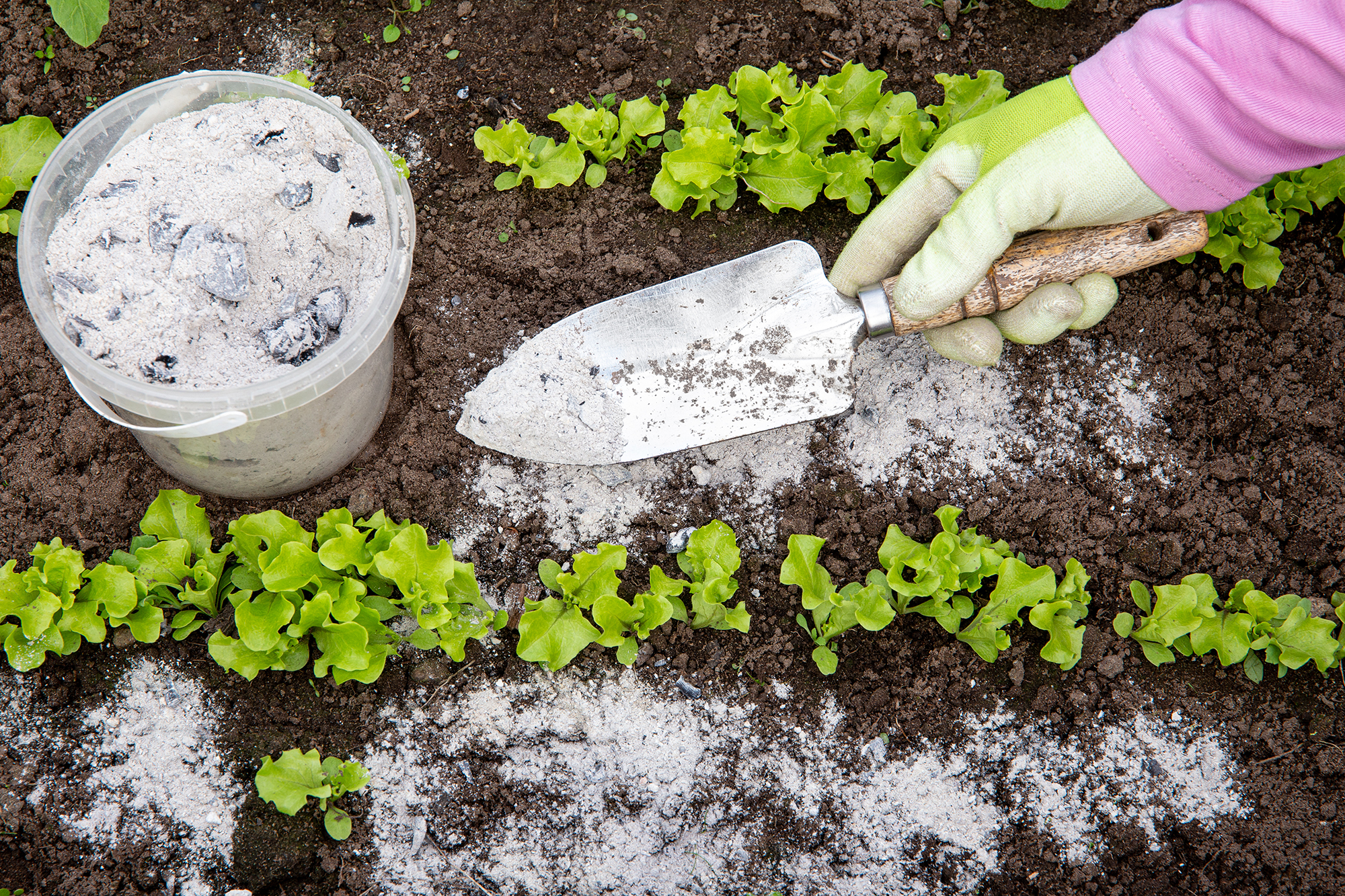 Gardener’s gloved hand sprinkling wood burn ash from small garden shovel between lettuce herbs.