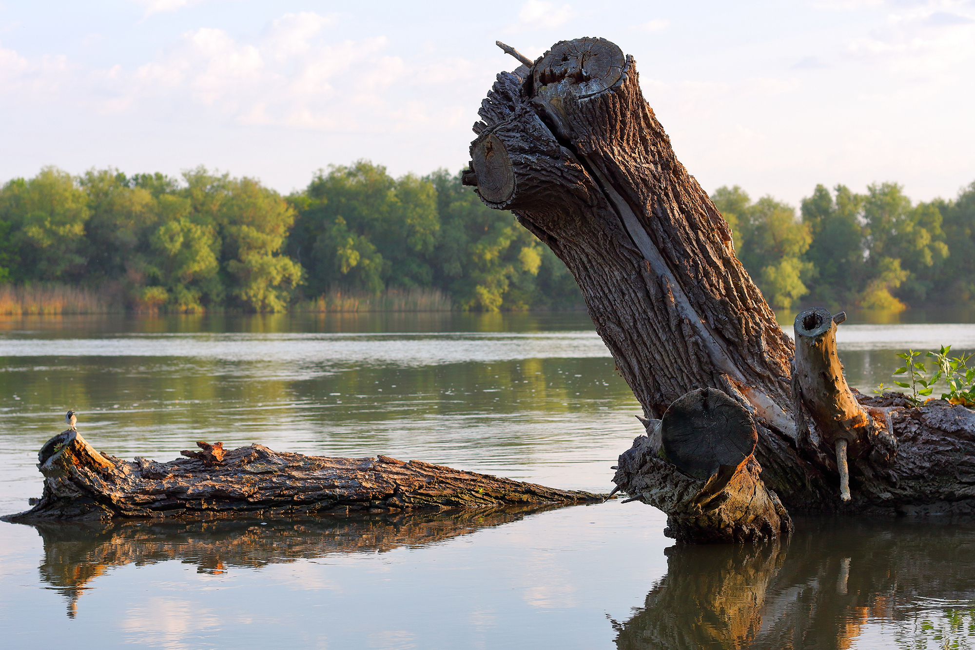 Evening summer landscape of the Danube River. Big driftwood (snag) in the water. Dry fallen tree in the river.