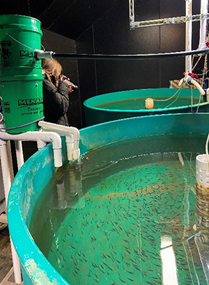 Yellow Perch rearing system at the Minnesota Aquatic Invasive Species Research Center (MAISRC) lab facility at the University of Minnesota Twin Cities