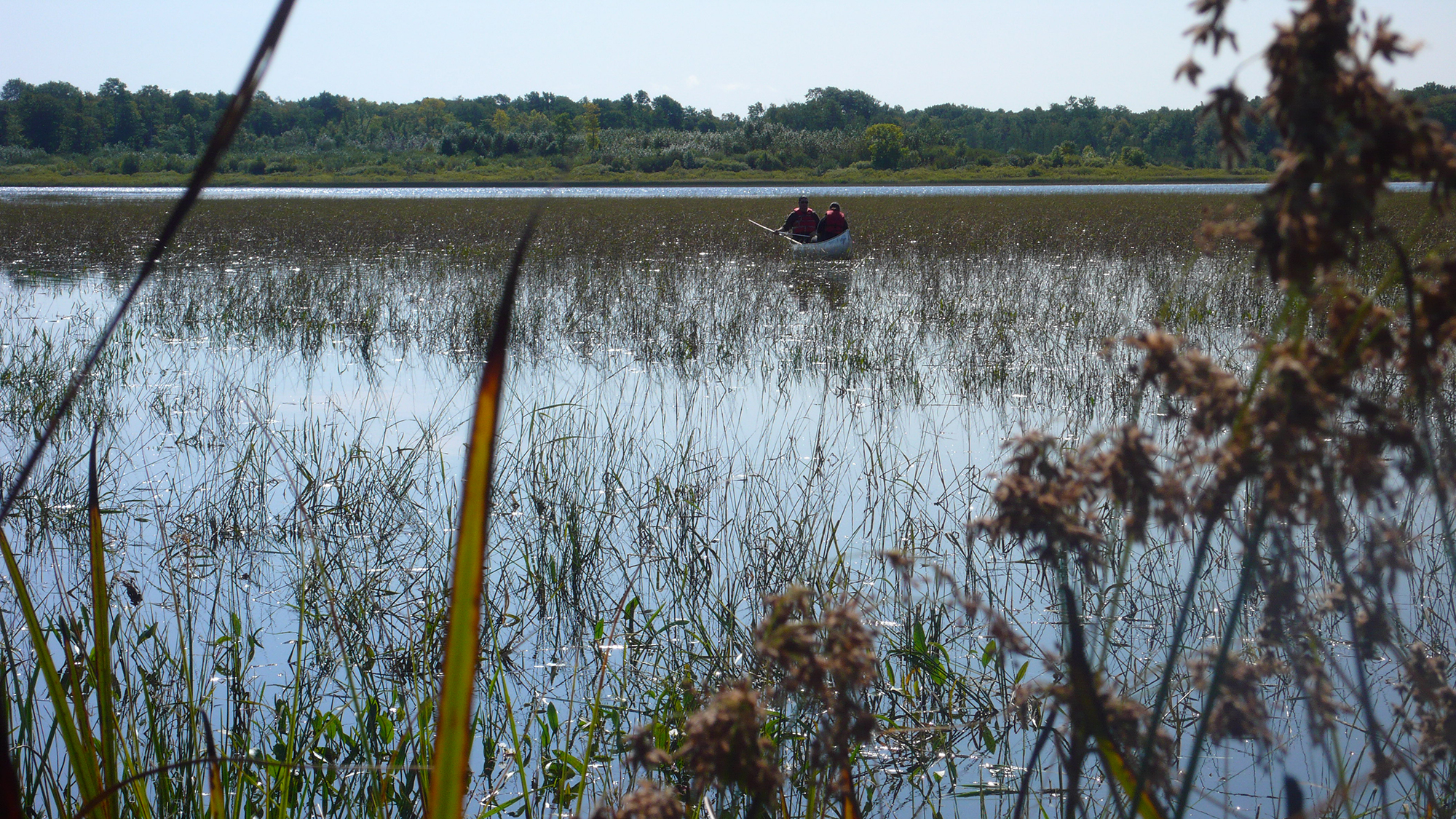 Lake, lakeshore, trees, wild rice, manoomin, canoe with two people