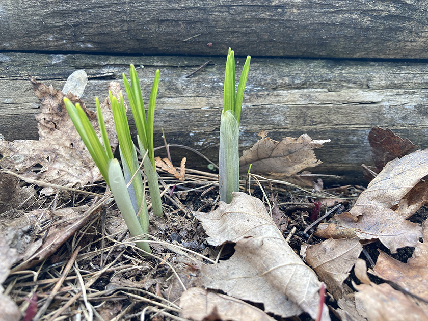 Crocuses stems poking out of the soil through dead leaves