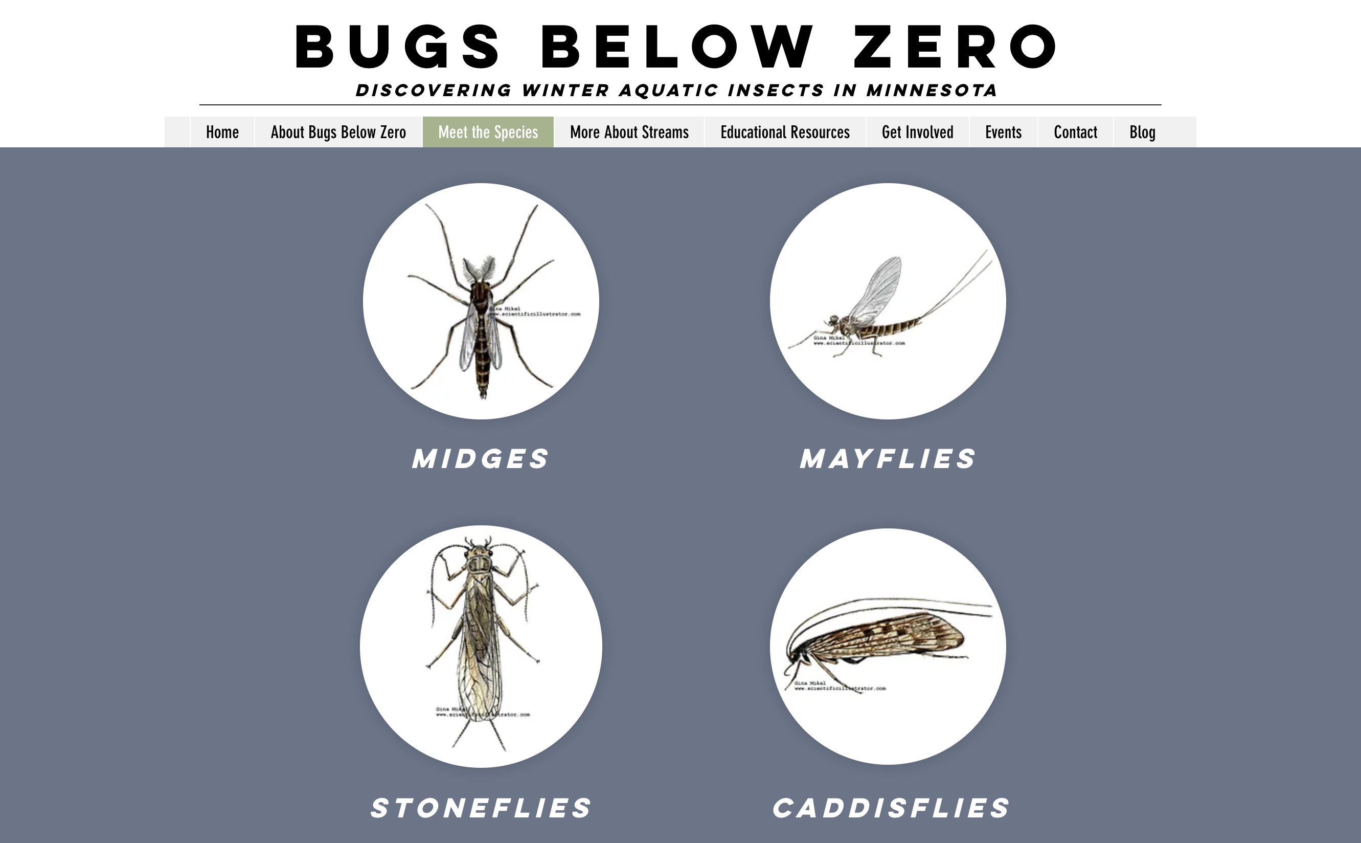 Screen shot of the Bugs Below Zero website