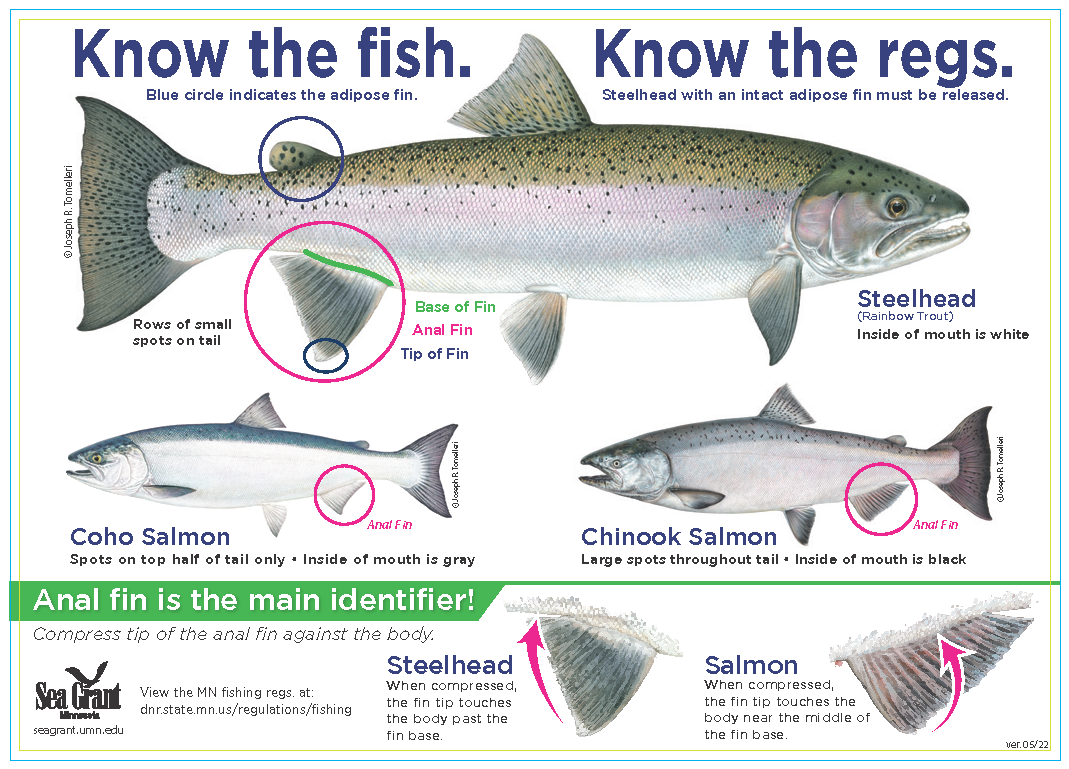 Illustration of decal with the title "Know the fish. Know the regs." Illustration of Steelhead (Rainbow Trout). Inside of mouth is white. Rows of small spots on tail. Base of fin, anal fin, and tip of fin identified. Illustration of Coho Salmon. Spots on top half of tail only. Inside of mouth is gray. Anal fin is identified. Illustration of Chinook Salmon. Large spots throughout tail. Inside of mouth is black. Anal fin is identified. Anal fin is the main identifier.
