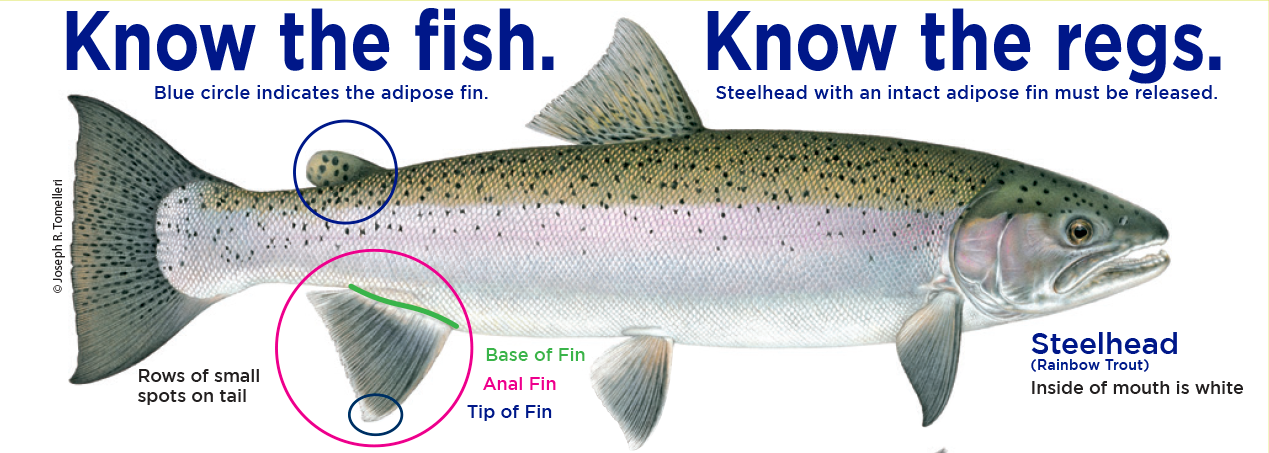 An educational image with the text "Know the fish. Know the regs." showing a steelhead. Key features include a blue circle around the adipose fin, rows of small spots on the tail, and a white mouth interior. Labels mark the base, anal, and tip of the fin. It specifies that steelhead with an intact adipose fin must be released.