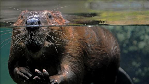 Beaver swimming with just it's nose above water
