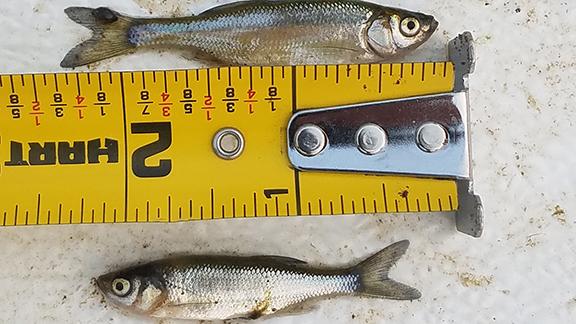 Two Golden Shiner bait fish laying next to a tape measure.