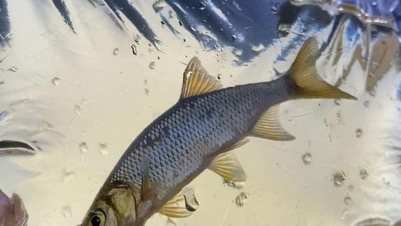 Golden Shiner fish in water in a clear plastic bag