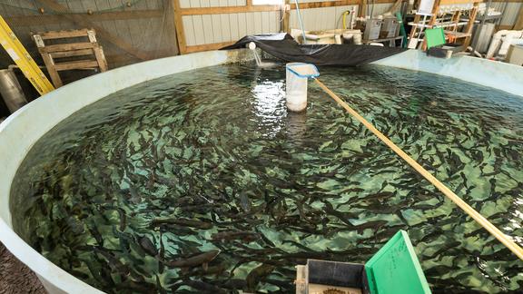Rainbow trout in a holding tank at Gavins Point National Fish Hatchery located in Yankton, South Dakota.