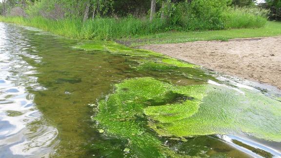 Harmful algal bloom on water, sandy shoreline, and shoreline vegetation