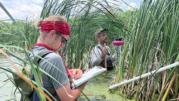 Mike Tuma and Dylan Dahn measuring cattail plots in water.