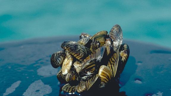 A cluster of zebra mussels