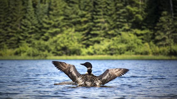 A loon spreading its wings in the foreground as another loon passes closely behind