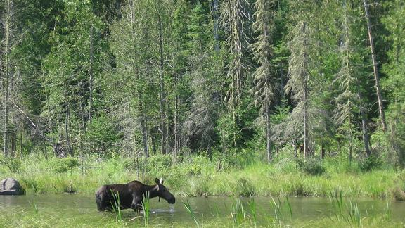 Moose walking through Northern Minnesota waterway
