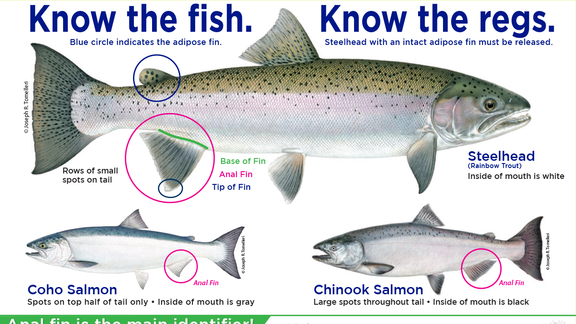 Know the fish. Know the regs. Illustrations of three fish. 