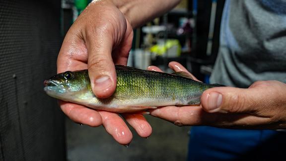 A man holds a small Yellow Perch.