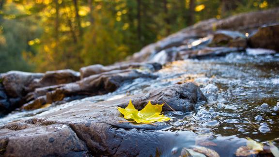 A leaf floating on a running rocky creek, with a forest in the background.
