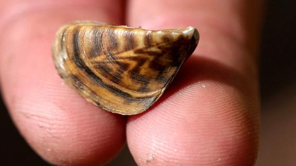 A close-up of a zebra mussel held on two fingers.