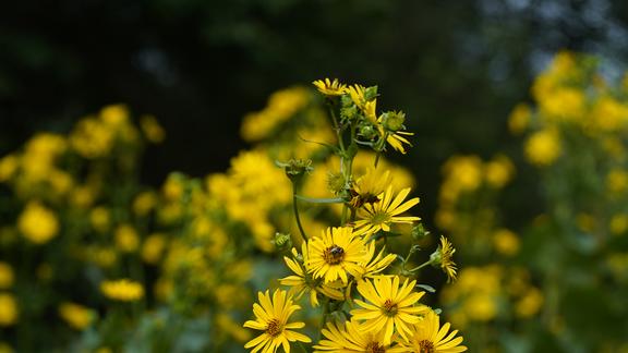 A yellow flower native to Minnesota. 