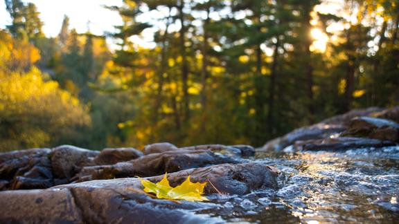 A leaf floating downstream during fall at Chester Creek in Duluth, Minnesota.