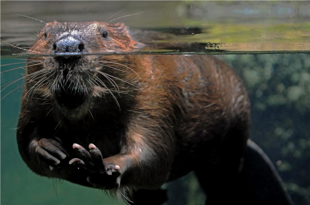 Beaver swimming with just it's nose above water