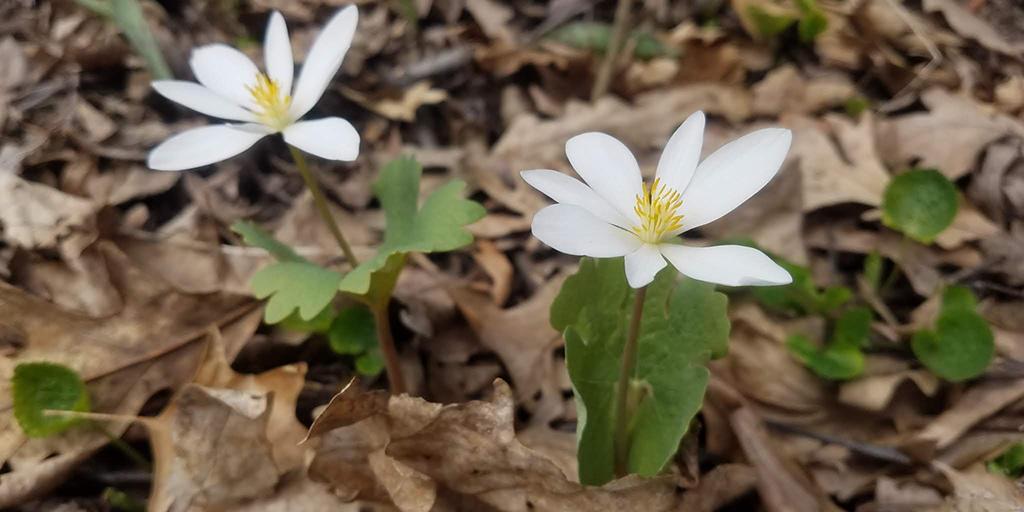 Two white petaled bloodroot flowers with green leaves poking through brown, dead leaves on the ground.