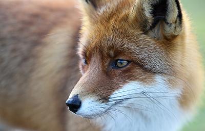 Close up image of a Red Fox.