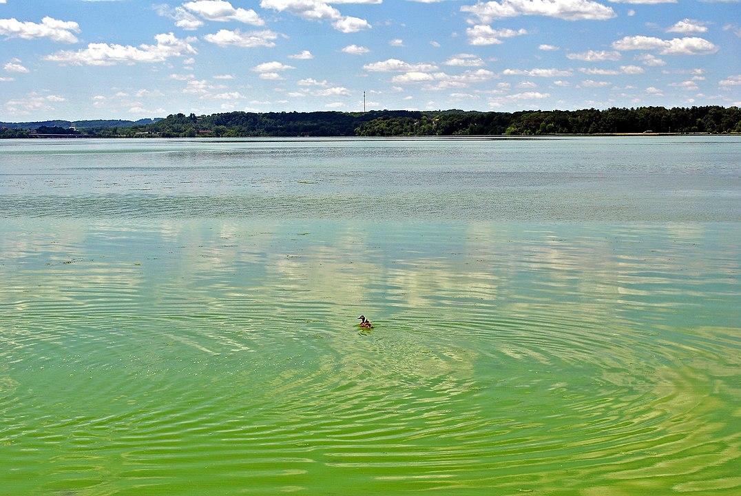 Image of a mallard duck floating in an algal bloom in Lake Menomin from Menomonie, Wisconsin, USA