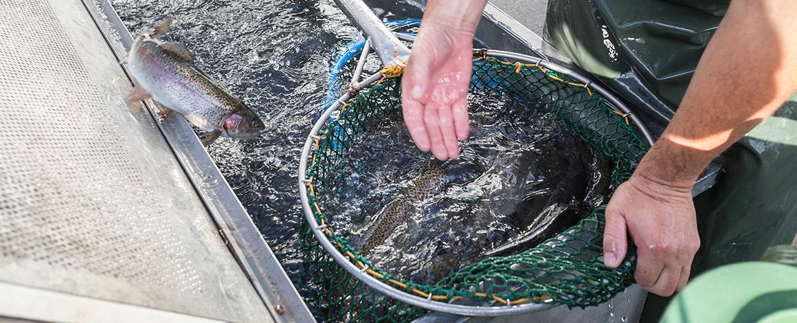 two hands scooping fish out of a net that's held just above a fish-breeding tank
