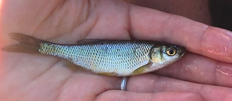 Golden Shiner minnow in the palm of a persons hand.