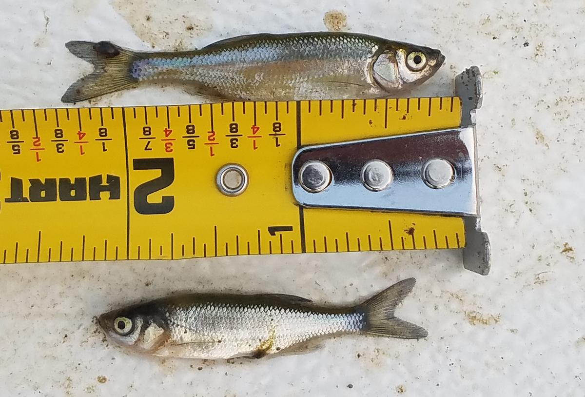 Two Golden Shiner bait fish laying next to the 1-2.5 marks on a tape measure. 