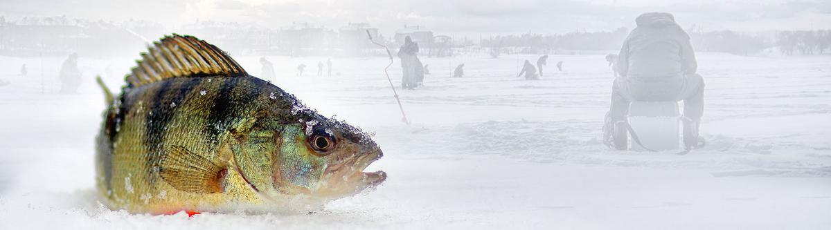 Fish laying on top of snow, ice fishers in background.