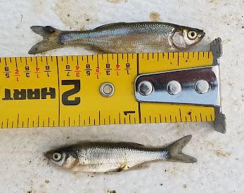 Two Golden Shiner fish alongside a tape measure