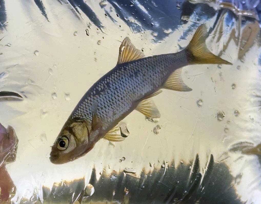 Golden Shiner fish in water in a clear plastic bag