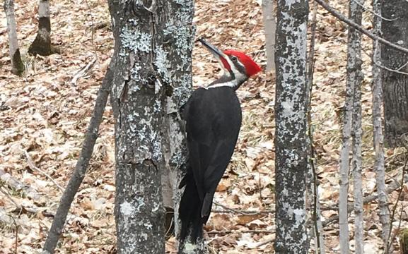 Pileated Woodpecker in a tree.