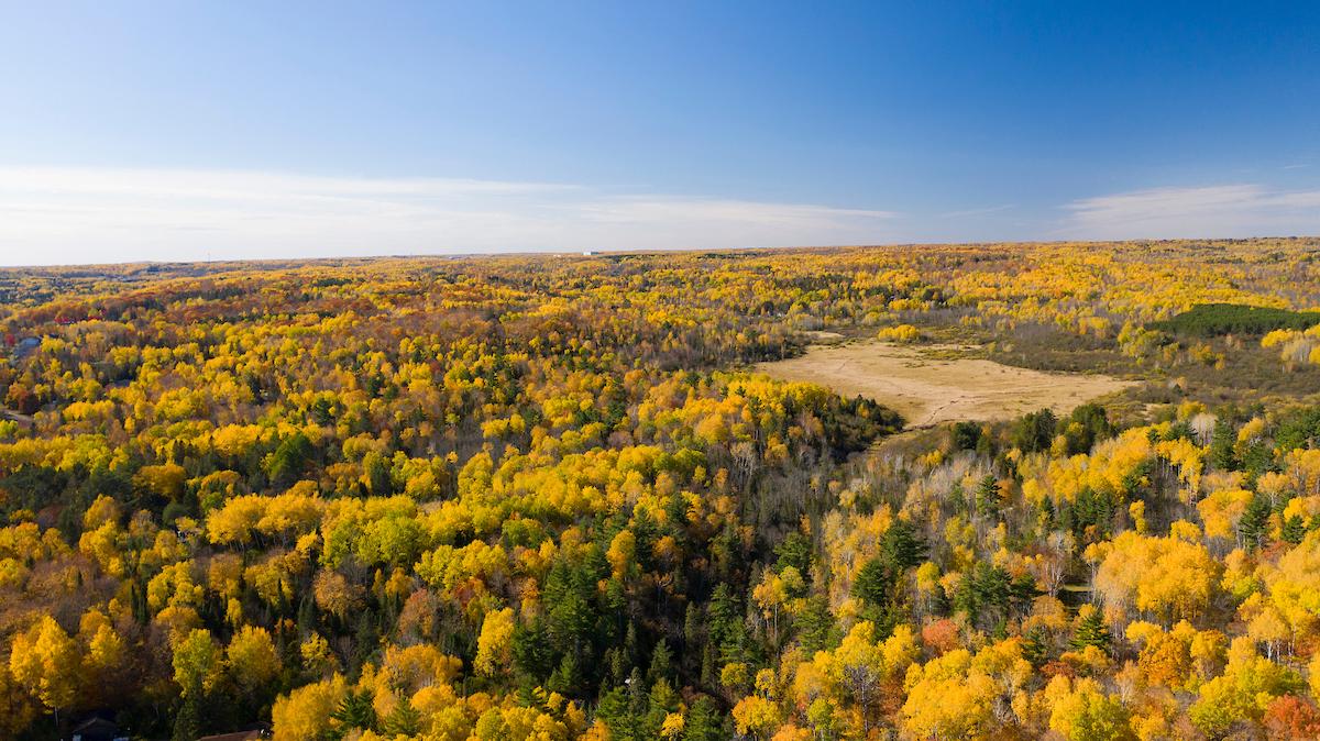Aerial view of trees in fall.