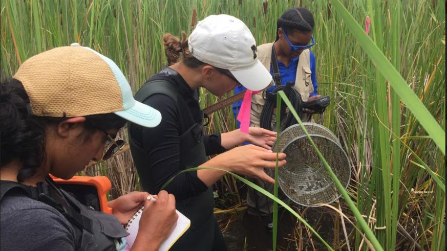 three students gathering data while standing in cattails.
