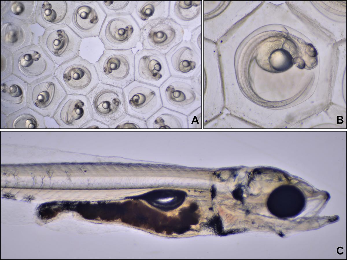 Yellow Perch embryos and larvae under a microscope.
