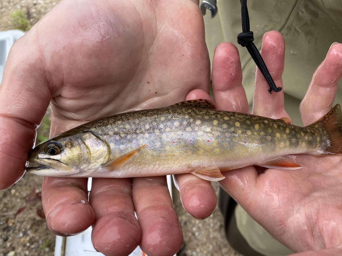 Two hands holding a brook trout from the Maple River in the northeastern part of lower Michigan.
