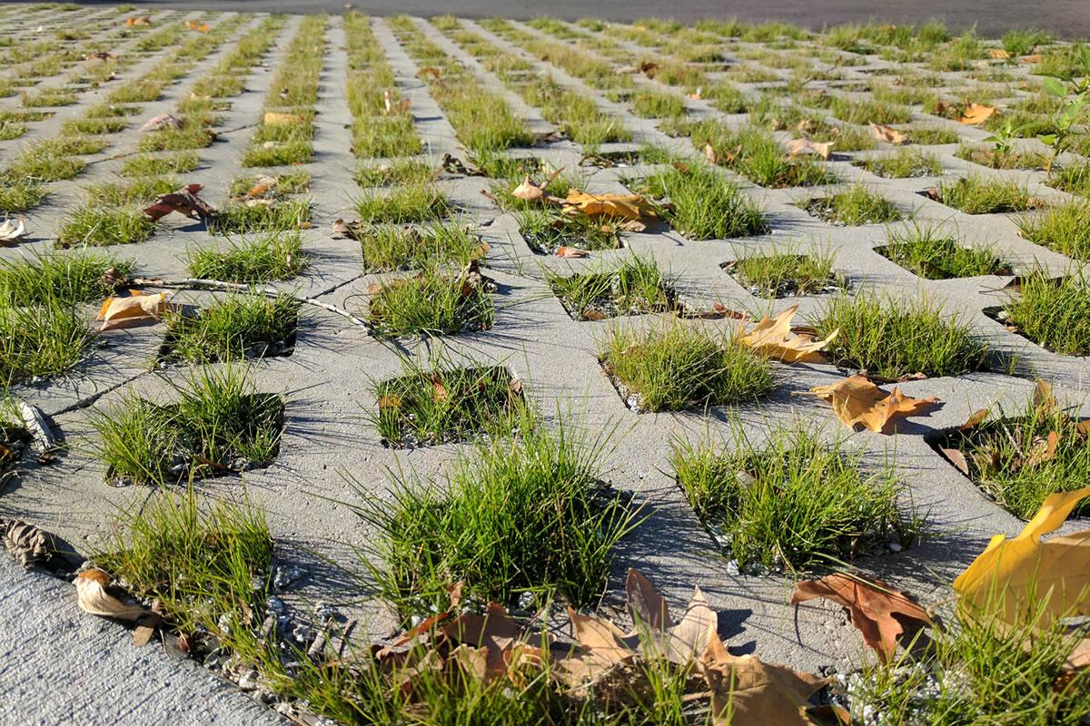 Permeable paving concrete blocks with gaps filled with vegetation.