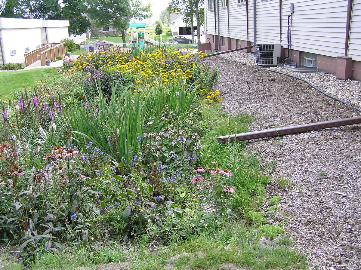 Side of building, rain gutter from building ending in a rain garden of flowers and other native plants.