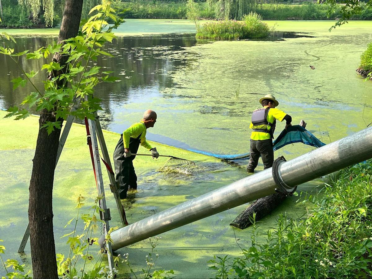 Two people standing in a duckweed-covered pond scraping duckweed from the surface of the pond.