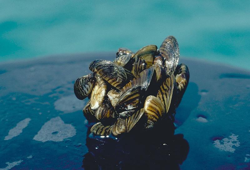A cluster of zebra mussels