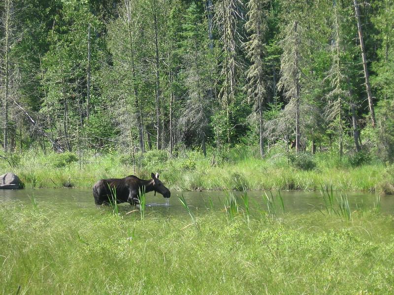 Moose walking through Northern Minnesota waterway